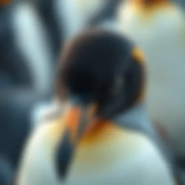 Close-up view of a penguin's feathers