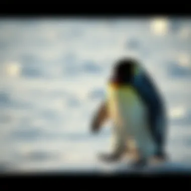 A chubby penguin waddling on ice