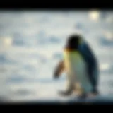 The Charming Waddle of the Chubby Penguin A chubby penguin waddling on ice