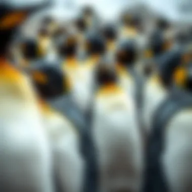 A group of penguins in their natural habitat