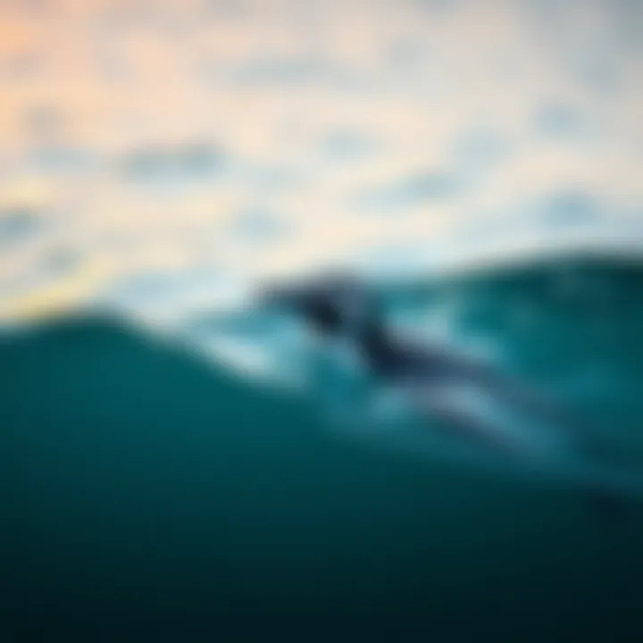 Penguin swimming gracefully in the ocean